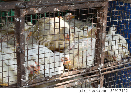 Edible white chicken packed in a basket Edible white chicken packed in a basket 85917192
