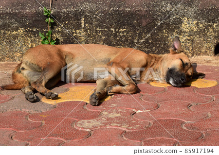 中型犬的棕色流浪狗在街上打盹 85917194