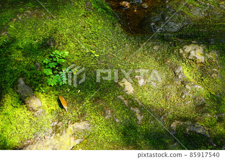 日本三重縣熊野古道長滿苔蘚的岩石 85917540