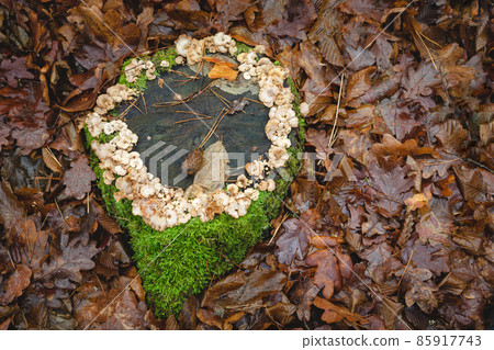 The trunk of a felled tree with mushrooms and moss The trunk of a felled tree with mushrooms and moss 85917743