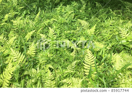 Fern fern fern background green background Fern fern fern background green background 85917744
