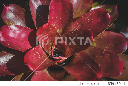Neoregelia Bromeliad plant with sun lighting. Neoregelia Bromeliad plant with sun lighting. 85918044