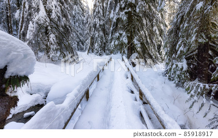 Hiking Path in Canadian Nature, Trees in Forest, Winter Snow, Sunny Sky. 85918917