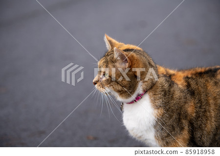 Colorful cat in the lens on a blurry background Colorful cat in the lens on a blurry background 85918958