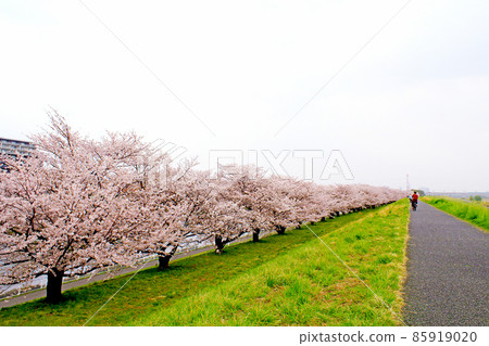 [Saitama] Arakawa in spring, a row of cherry blossom trees in full bloom seen from the top of the bank 85919020