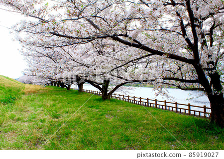 [Saitama] Arakawa River in spring, a row of cherry blossom trees in full bloom along the bank 85919027