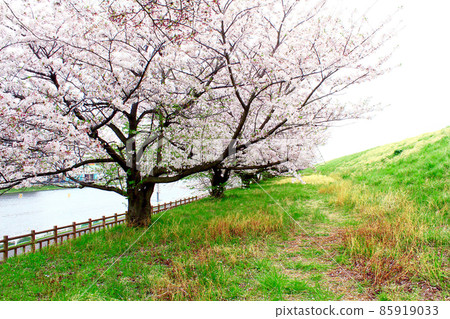 [Saitama] Arakawa River in spring, a row of cherry blossom trees in full bloom along the bank 85919033