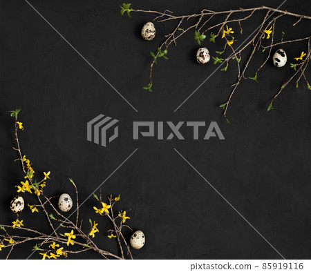 Easter border with quail eggs and branches of yellow forsythia flowers on a black background. Easter composition. 85919116