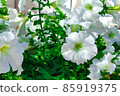 White flowers of surfinia, ampelous petunia. Spring flowers. Floral postcard with surfinia 85919375