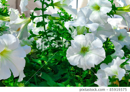 White flowers of surfinia, ampelous petunia. Spring flowers. Floral postcard with surfinia 85919375