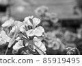 blooming geranium black and white photo 85919495