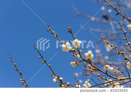 taiwan, winter, season, plum blossom, perseverance, snow white 85919505