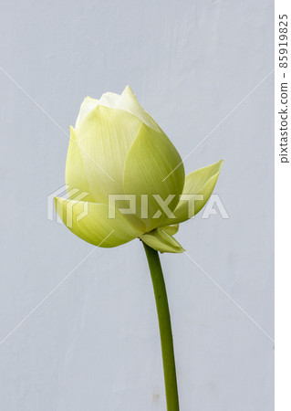 White lotus flowers Beautiful asian lotus flower in the pond 85919825