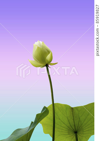 White lotus flowers Beautiful asian lotus flower in the pond 85919827