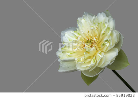 White lotus flowers Beautiful asian lotus flower in the pond 85919828