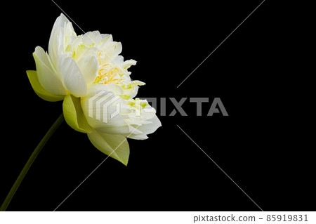 White lotus flowers Beautiful asian lotus flower in the pond 85919831