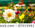 White chrysanthemum on the background of other multicolored flowers 85919981