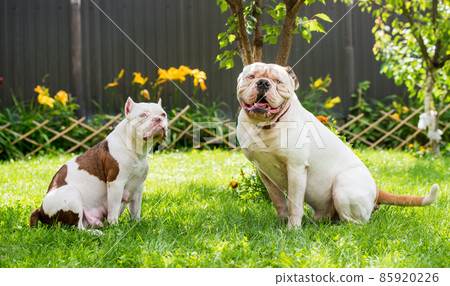 Two dogs strong White American Bulldog male and American Bully female dog outdoors 85920226