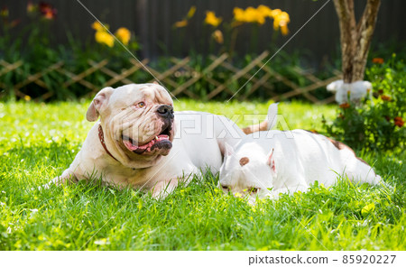 Two dogs strong White American Bulldog male and American Bully female dog outdoors 85920227