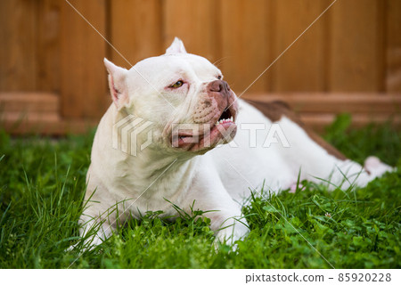 American Bully female dog is on green grass 85920228