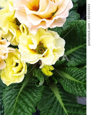 bright flowers macro photo. Macro photo in a summertime. 85920503