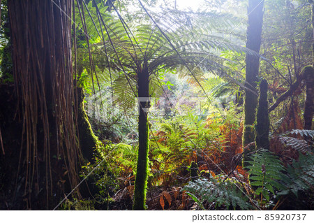 New Zealand forest 85920737