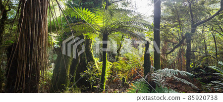 New Zealand forest 85920738