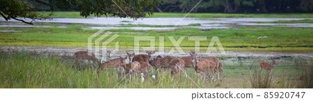 Spotted deer 85920747