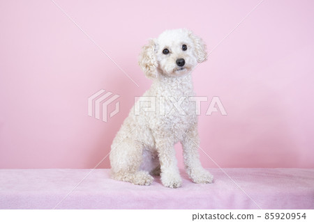 玩具貴賓犬 85920954