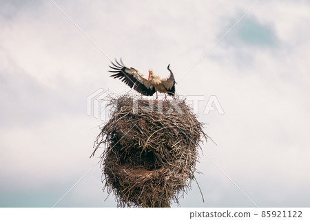 Adult European White Stork - Ciconia Ciconia - Flying And Landing To Nest In Sunny Spring Day. Belarus, Belarusian Nature 85921122