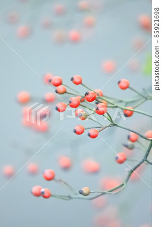 Red fruit of wild thorn (Neubara) Red fruit of wild thorn (Neubara) 85921698