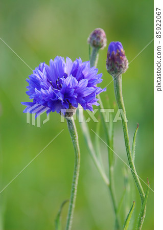 Beautiful cornflower flower close-up 85922067