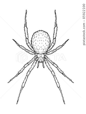 Spider. Vector illustration in cartoon style on a white background. 85922100