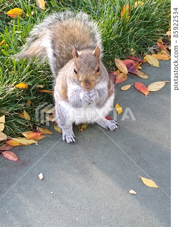 松鼠(在洛杉磯的一個公園裡) 松鼠(在洛杉磯的一個公園裡) 85922534