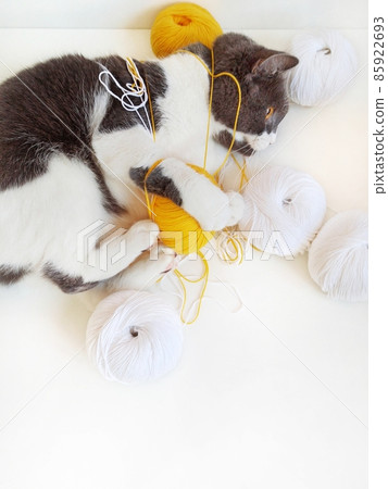Gray cat tangled yellow threads for knitting. 85922693