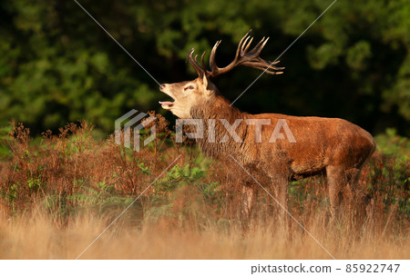 Red deer stag calling during rutting season in autumn 85922747