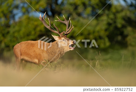 Red deer stag calling during rutting season in autumn Red deer stag calling during rutting season in autumn 85922752