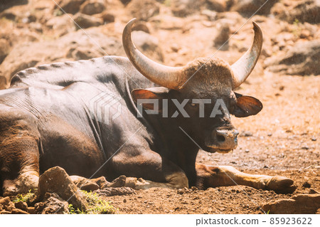 Goa, India. Gaur Bull, Bos Gaurus Or Indian Bison Resting On Ground. It Is The Largest Species Among The Wild Cattle. In Malaysia, It Is Called Seladang, And Pyaung In Myanmar Goa, India. Gaur Bull, Bos Gaurus Or Indian Bison Resting On Ground. It Is The Largest Species Among The Wild Cattle. In Malaysia, It Is Called Seladang, And Pyaung In Myanmar 85923622