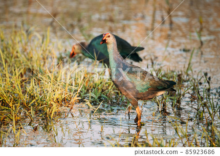 Goa, India. Two Grey-headed Swamphen Birds In Morning Looking For Food In Swamp. Porphyrio Poliocephalus 85923686