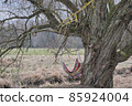 Colorfull hammock under big tree waving in a wind 85924004
