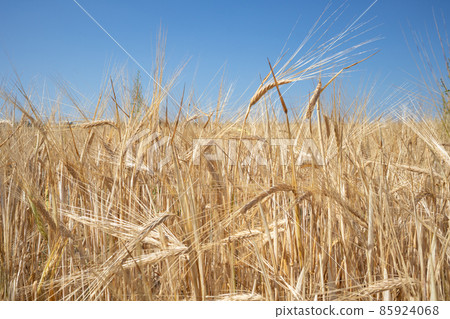 Background with a blue sky and a field with mature grain ears. The concept of agriculture. Background with a blue sky and a field with mature grain ears. The concept of agriculture. 85924068