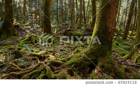 神秘森林中的青木原樹海 神秘森林中的青木原樹海 85924118