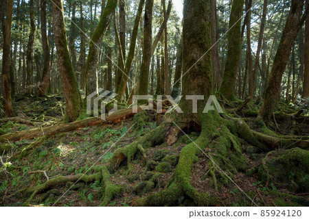 神秘森林中的青木原樹海 神秘森林中的青木原樹海 85924120
