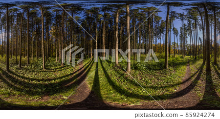 360 by 180 degree spherical panorama in sunny autumn day in pine forest with blue sky. 85924274