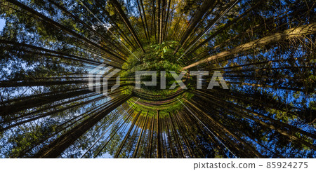 hyperbolic little planet projection of spherical panorama in sunny autumn day in pine forest with blue sky 85924275