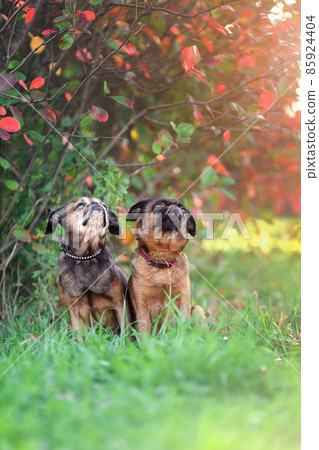 Two cute griffon dogs sitting together at autumn nature. Two cute griffon dogs sitting together at autumn nature. 85924404
