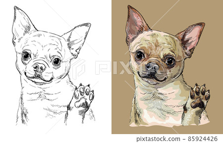 Vector hand drawing dog Chihuahua monochrome and color Vector hand drawing dog Chihuahua monochrome and color 85924426