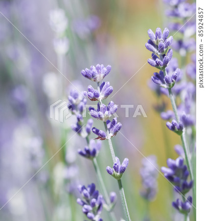 Soft focus on beautiful lavender flowers in summer garden Soft focus on beautiful lavender flowers in summer garden 85924857