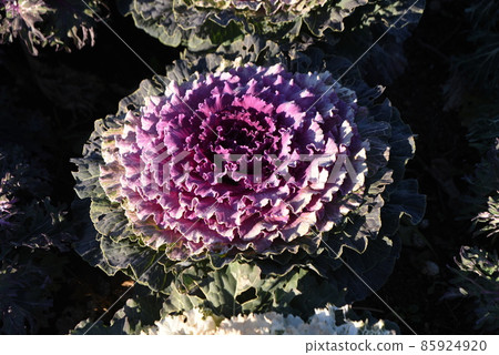 觀賞白菜 觀賞白菜 85924920