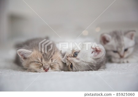 Cute tabby Scottish short hair silver kittens. Dreaming kittens sleep on a bed under warm white blanket. Pets sleep at cozy home. Top down view web banner. Funny adorable pets cats. Postcard concept. 85925060